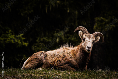 mountain goat on a meadow