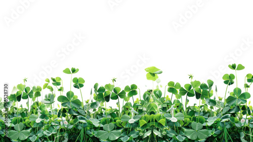 Green clover field on transparent background