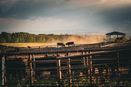 cows in the morning