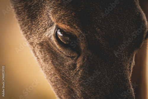 close up of an eye of an animal 