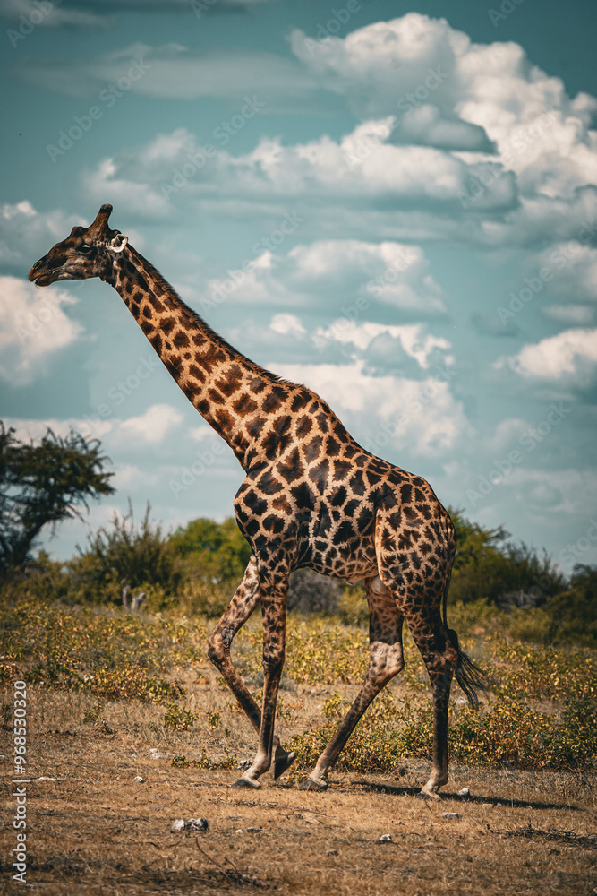 Fototapeta premium giraffe in the savannah