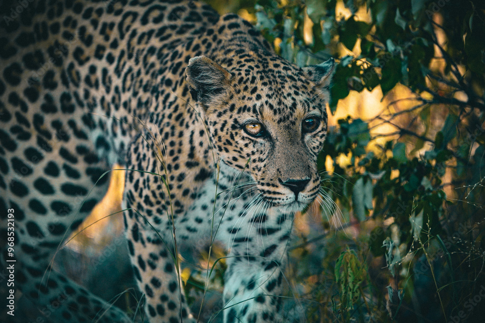 Naklejka premium leopard on tree