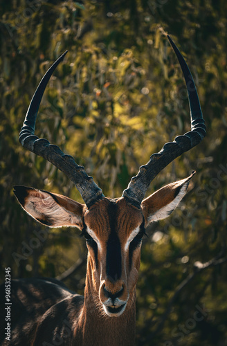 ANTILOPE