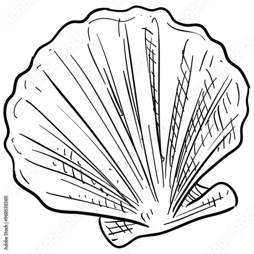 shells handdrawn illustration