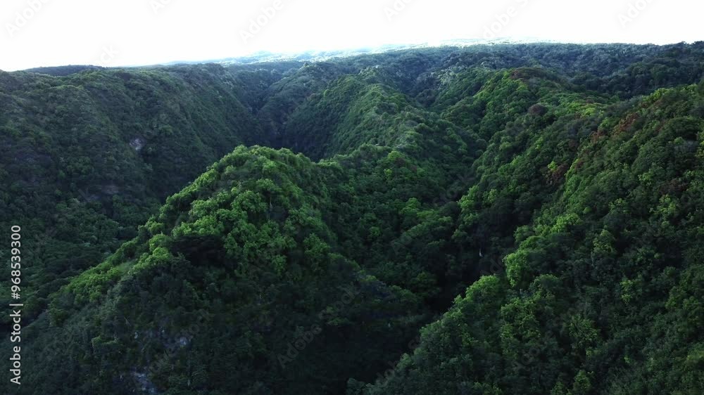 Fram an aerial view, a drone captures East Maui's dense forest, where the treetops form a vast, unbroken canopy, illustrating the untouched and pristine nature of Hawaii's lush wilderness. Fram an aerial view, a drone captures East Maui's dense forest, where the treetops form a vast, unbroken canopy, illustrating the untouched and pristine nature of Hawaii's lush wilderness.