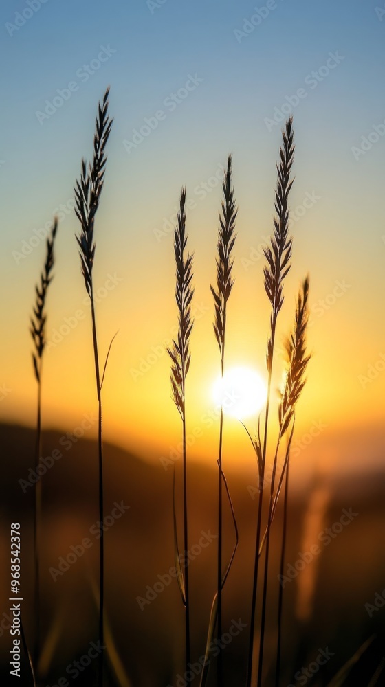 Sunset with silhouetted wheat stalks in a Sunset with silhouetted wheat stalks in a
