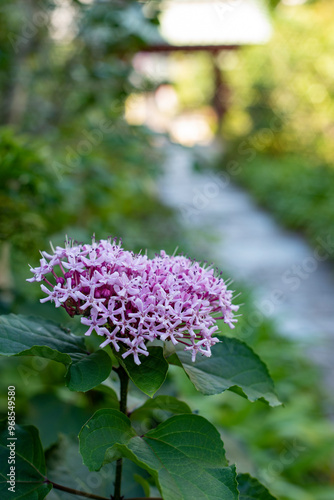 鎌倉2409　大功寺2　牡丹臭木 photo