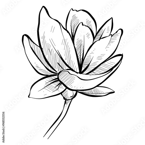 magnolia flower handdrawn illustration
