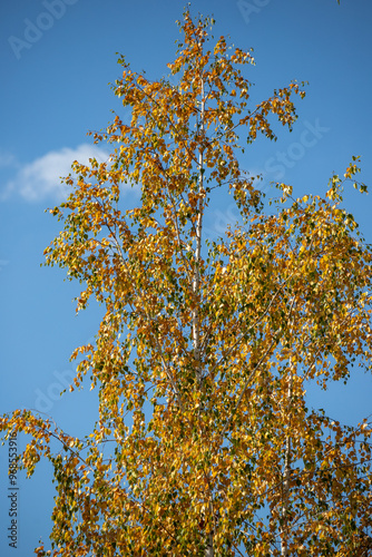 A tree with yellow leaves is standing tall in a blue sky