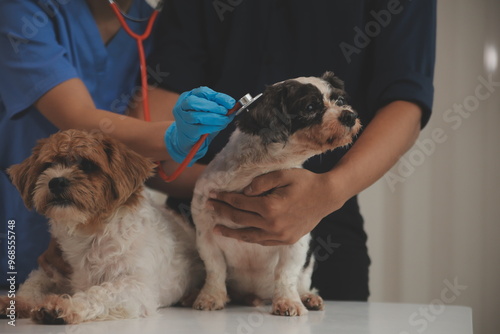 At a modern veterinary clinic, a Panshi Tzu puppy sits on an examination table. Meanwhile, a female veterinarian assesses the health of a healthy dog ​​being examined by a professional veterinarian. photo