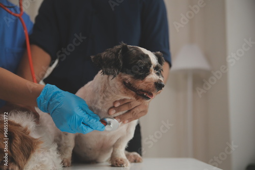 At a modern veterinary clinic, a Panshi Tzu puppy sits on an examination table. Meanwhile, a female veterinarian assesses the health of a healthy dog ​​being examined by a professional veterinarian. photo