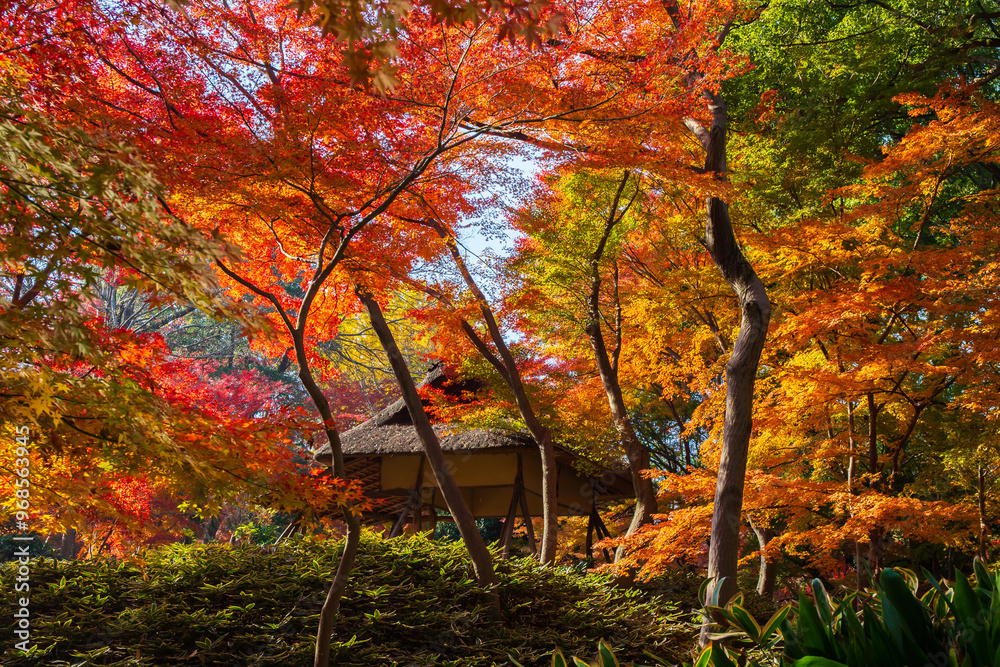 日本の風景・秋　東京都文京区　紅葉の六義園