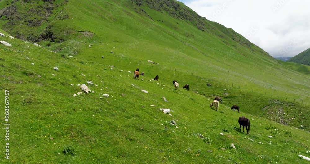 Cows Grazing In Green Mountains Of Ushguli In Georgia - Aerial Drone Shot Cows Grazing In Green Mountains Of Ushguli In Georgia - Aerial Drone Shot