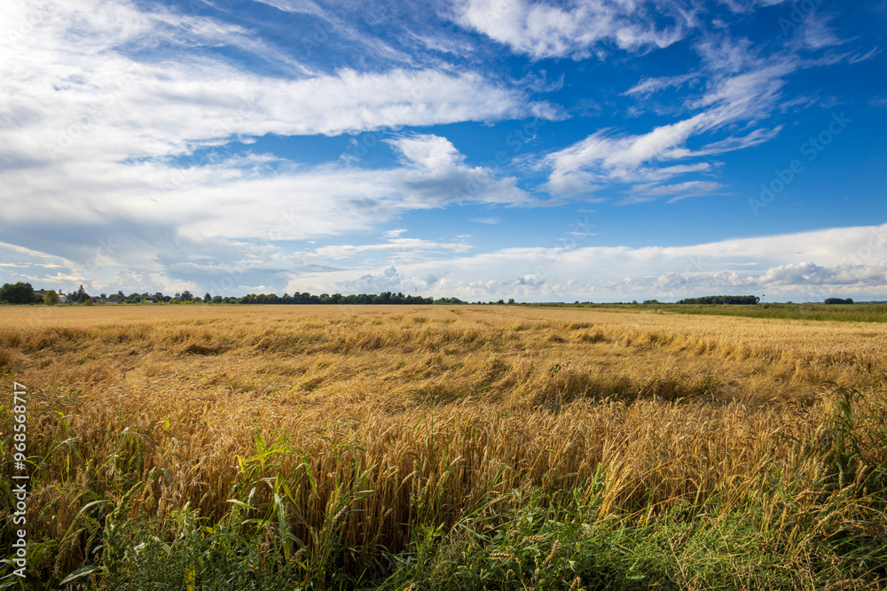 Wheat sways gently in the breeze, illuminated by sunlight, as a vibrant blue sky filled with wispy clouds stretches above the expansive fields. Wheat sways gently in the breeze, illuminated by sunlight, as a vibrant blue sky filled with wispy clouds stretches above the expansive fields.