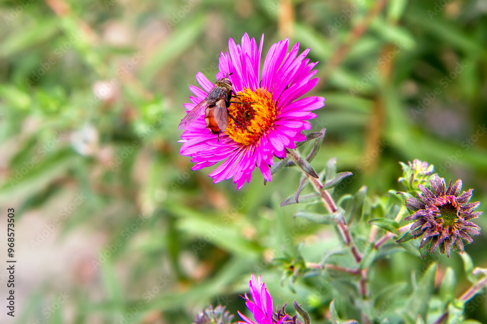 A large insect on an aster flower. Pollination of aster in a flower bed. A large insect on an aster flower. Pollination of aster in a flower bed.