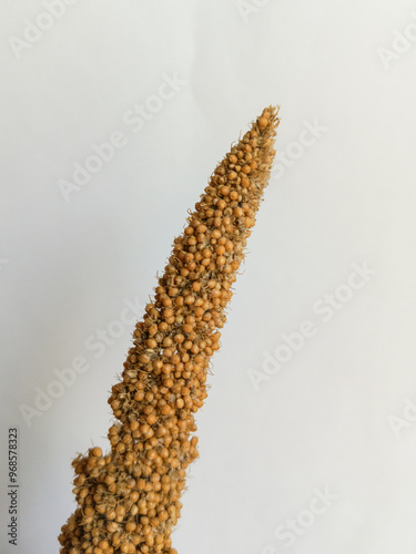 Senegalese millet in close-up. An ear Foxtail millet for parrots on a white background. Bird food. Background, place for text. The grain in the ear.  photo