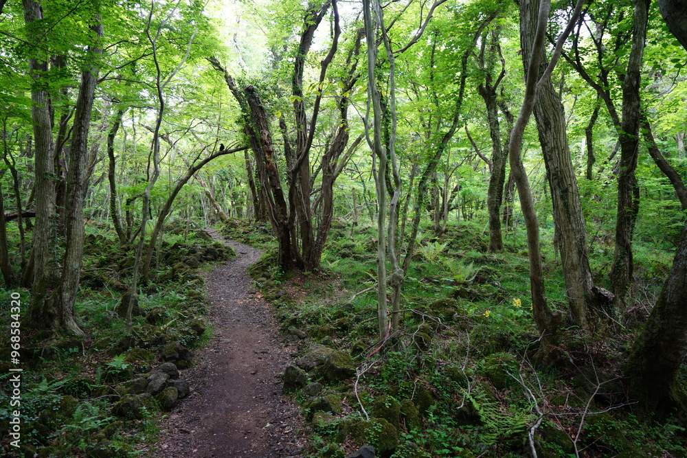 refreshing spring forest with path refreshing spring forest with path