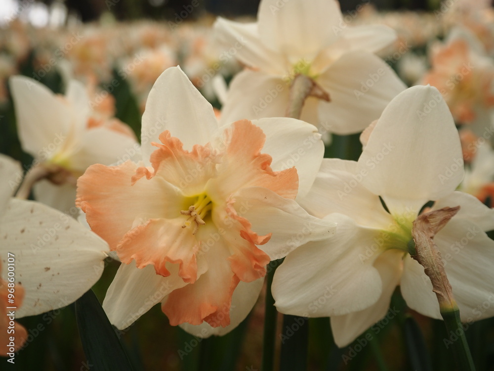 White and Soft Orange Daffodil Flowers