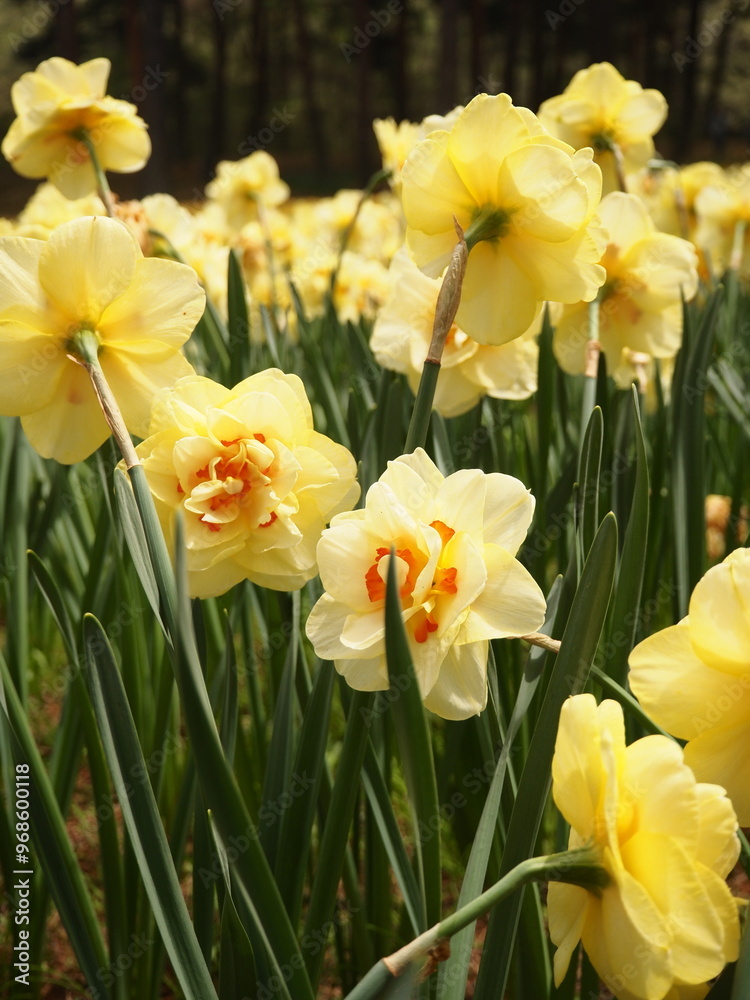 Yellow Pretty Daffodils in The Spring Garden Yellow Pretty Daffodils in The Spring Garden