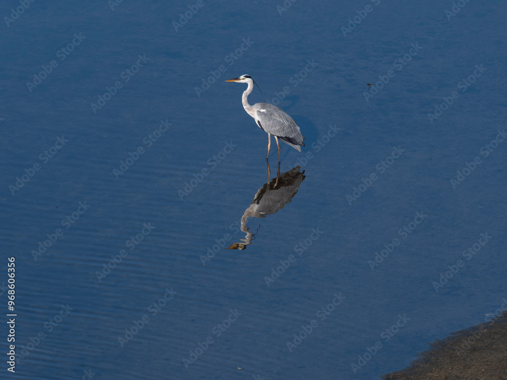Fototapeta premium 大和川のアオサギ