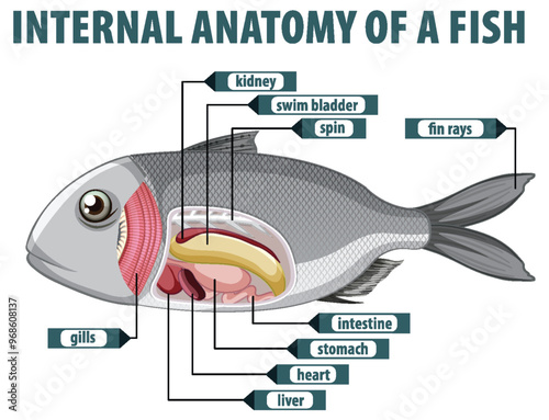 Internal Anatomy of a Fish