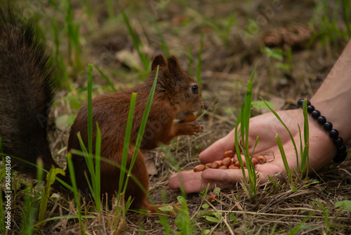 A red squirrel is in the park and eats nuts from hands. Nut is  in the mouth
