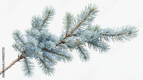 Colorado blue spruce evergreen branches isolated on a transparent background, detailed and perfectly cutout, highlighting sharp needle textures.