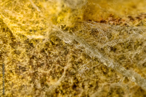 Penicillin and aspergillum mold on bread. Colonies of species of mold fungi, young (white), yellow Aspergillus flavus, green - Penicillum. Aspergillus niger ripe black round sporangia. Ultramacro photo