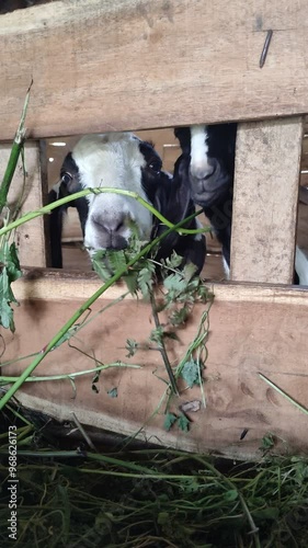 Goats eat hay or grass on the farm. Goats eat fresh hay or grass. Sacrifices on Eid al-Adha. Goat farm. 