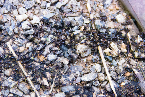 Ant road in the rainforest. A column of nomadic ants photo