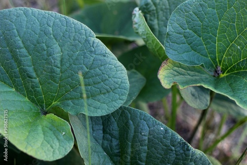 green burdock leaves close up