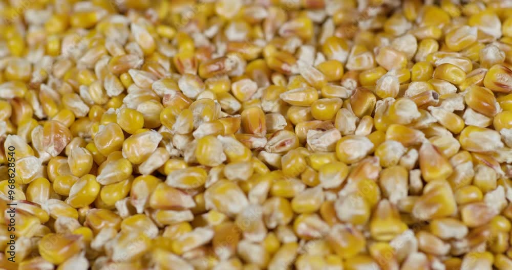 Slow Motion Dried Corn Grains Falling on Hands Farmer Texture Background Close Up. GMO Corn Kernels Maize Macro Shot. Organic Healthy Food. Slow Motion Farmer Holding Organic Corn Maize in Hands Slow Motion Dried Corn Grains Falling on Hands Farmer Texture Background Close Up. GMO Corn Kernels Maize Macro Shot. Organic Healthy Food. Slow Motion Farmer Holding Organic Corn Maize in Hands