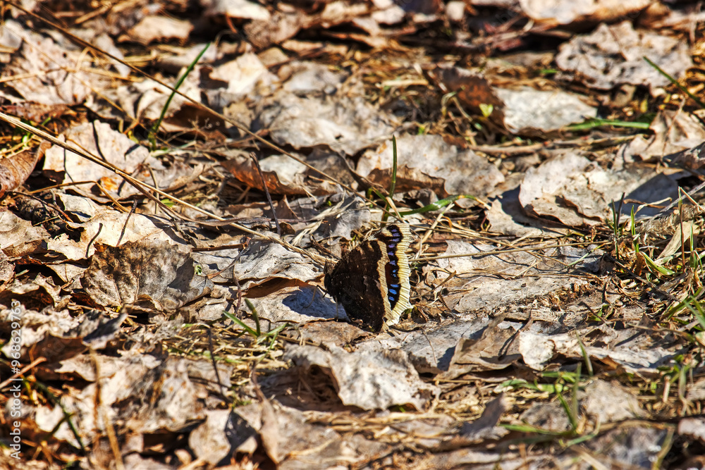 Mourning cloak butterfly (Nymphalis antiopa) flies in early spring at very beginning of swarning. These butterflies overwinter in imago stage. North-East of Europe, boreal forest zone (taiga) Mourning cloak butterfly (Nymphalis antiopa) flies in early spring at very beginning of swarning. These butterflies overwinter in imago stage. North-East of Europe, boreal forest zone (taiga)