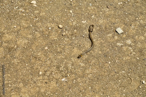 A young grass-snake (Natrix natrix) crosses the soil road in fright, but it is too hot in the hot summer. The state of overheating of the reptile (heat stroke). Series