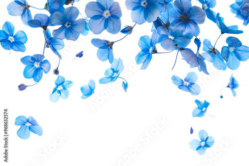 Beautiful of Blue Flower petals flying or falling in the air, spring meadow flora isolated on white or transparent background #968632574