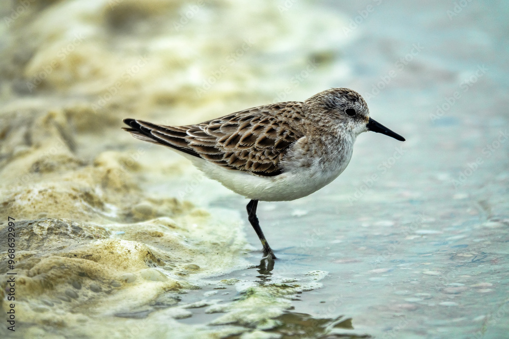 The migrating little stint (Calidris minuta, Ereunetes minutus) feeds on the sandy-shell shallow waters of the salt lake. Early spring (winter) plumage The migrating little stint (Calidris minuta, Ereunetes minutus) feeds on the sandy-shell shallow waters of the salt lake. Early spring (winter) plumage