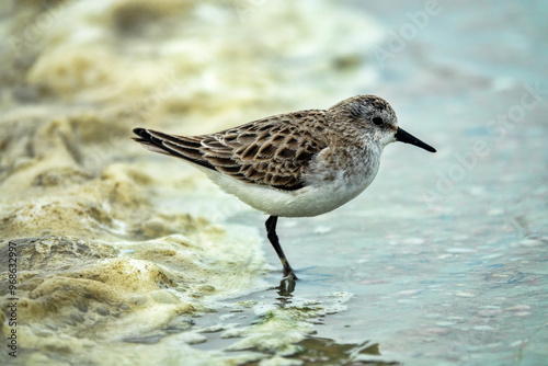 The migrating little stint (Calidris minuta, Ereunetes minutus) feeds on the sandy-shell shallow waters of the salt lake. Early spring (winter) plumage