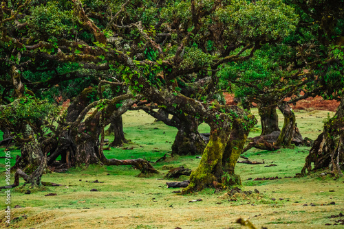 Fanal Forest. Misty forest in Fanal.  Old laurel tree in laurel tree forest in madeira in Portugal photo