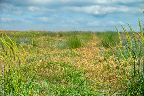 Low vegetated dune on hypersalted lake Sivash, Arabatskaya strelka, Crimea. Biocenosis includes cereals grass (Gramineae: Russian wildrye, brome (Bromus spp.), sagebrush (Artemisia), saltworts photo