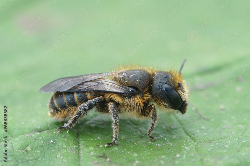 Closeup on a European Jersey Mason Bee , Osmia niveata on a green leaf Closeup on a European Jersey Mason Bee , Osmia niveata on a green leaf