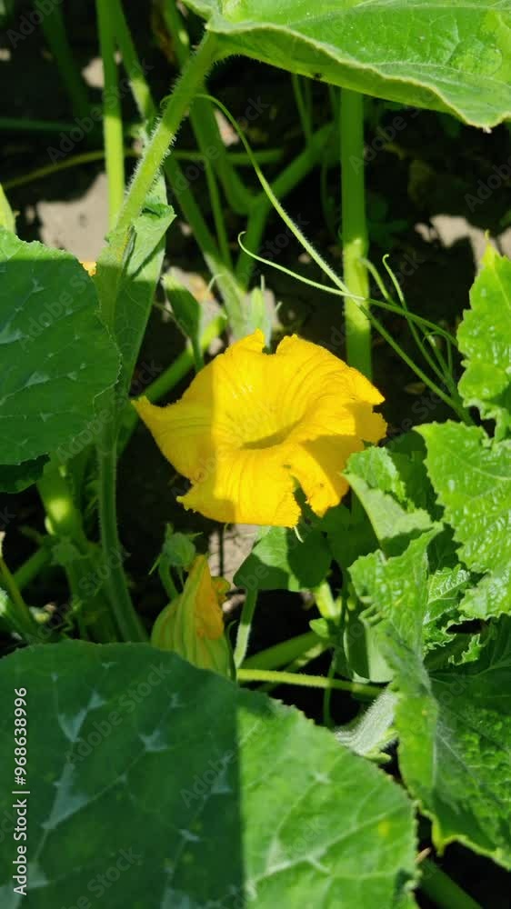 A large and bright yellow pumpkin flower sprouting among dense green foliage against the background of garden soil. The flower is at the initial stage of flowering. A large and bright yellow pumpkin flower sprouting among dense green foliage against the background of garden soil. The flower is at the initial stage of flowering.