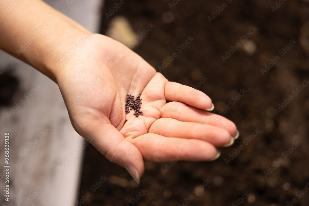 Cropped hand of woman holding mustard seeds Cropped hand of woman holding mustard seeds