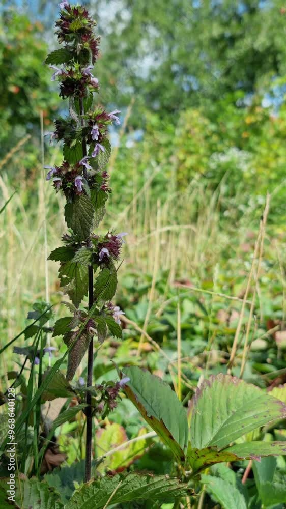 A plant with purple flowers and green toothed leaves on a natural background. Ballota nigra. A plant with purple flowers and green toothed leaves on a natural background. Ballota nigra.
