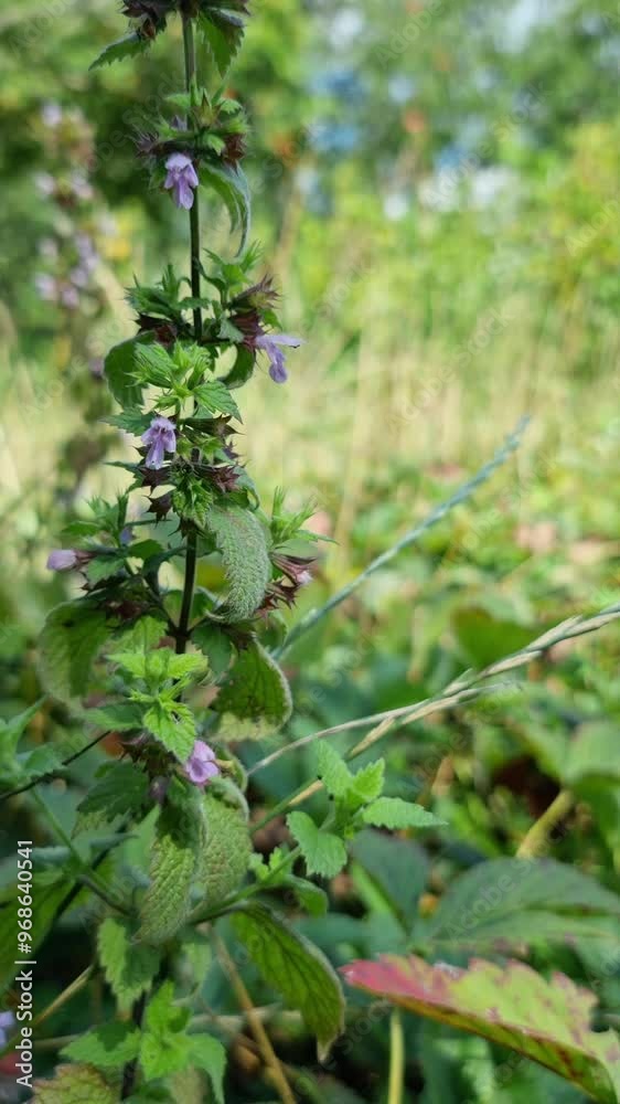 Tall herbaceous plant with purple flowers and toothed leaves. Ballota nigra. The stem is framed with green and burgundy details, against a background of blurred forest and grass in a natural environme Tall herbaceous plant with purple flowers and toothed leaves. Ballota nigra. The stem is framed with green and burgundy details, against a background of blurred forest and grass in a natural environme