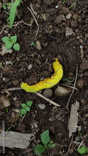 The huge African death's head hawkmoth caterpillar. A butterfly caterpillar crawling on a green branch. Genus Acherontia (Acherontia atropos,Acherontia styx and Acherontia lachesis). Sphingidae family