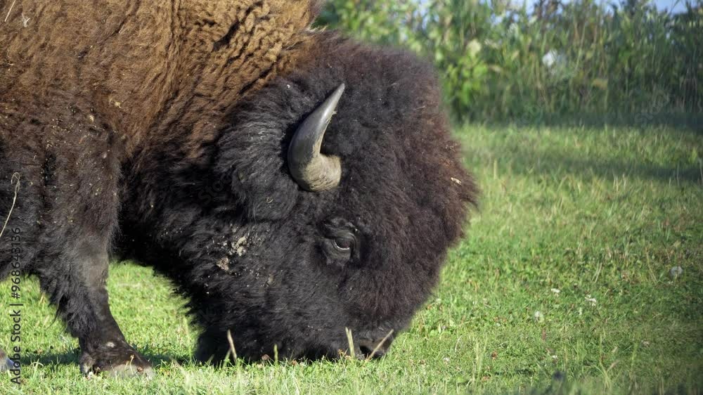 Bison Grazing in Elk Island National Park, Edmonton, Canada
