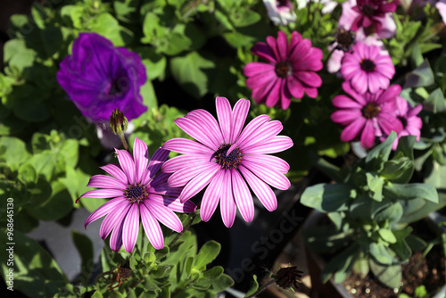 unusual striped pink and white flower petals under bright sun