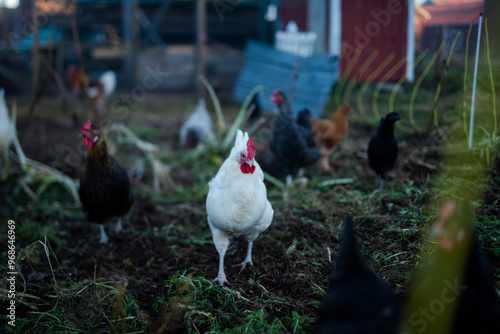 White chicken walking on dirt in back yard photo