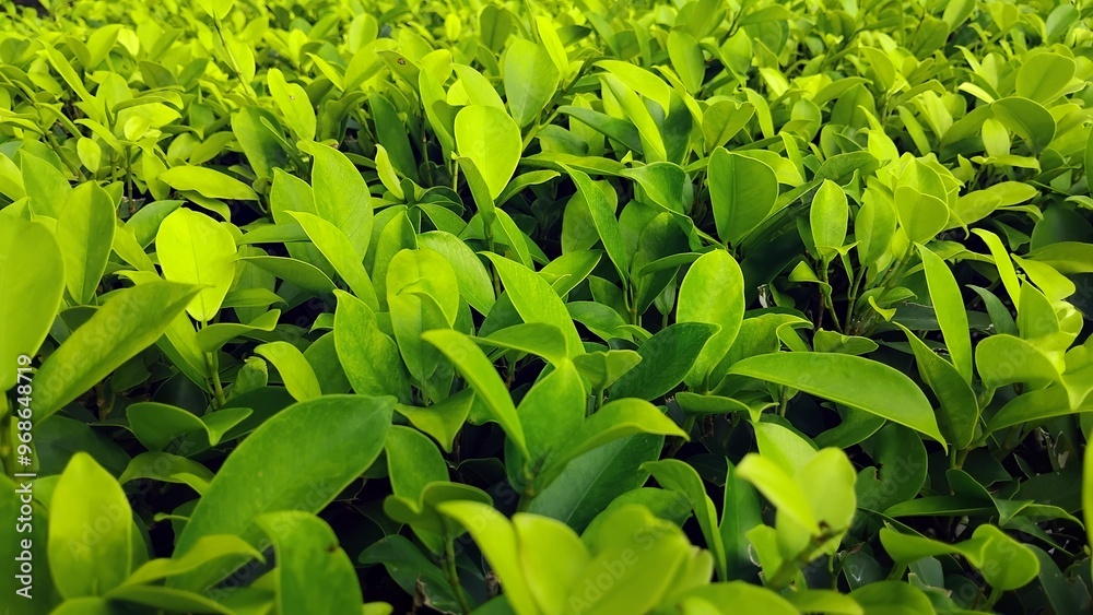 green leaves in the garden for background or wallpaper.