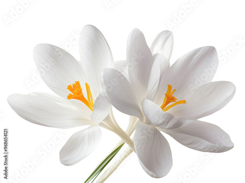 White crocus flower isolated on a white background